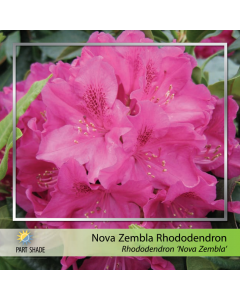 Nova Zembla Rhododendron
