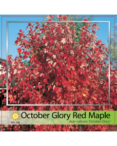 October Glory Maple