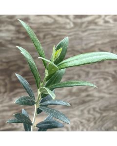 4" Olive Plant