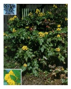 Oregon Grape Holly