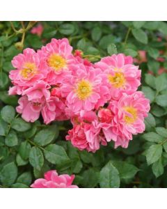 Oso Easy Double Pink Shrub Rose