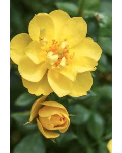 Oso Easy Lemon Zest Shrub 
