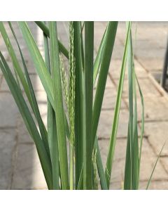 Panicum 'Cloud Nine' 1G