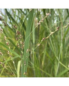 Panicum 'Heavy Metal' 1G