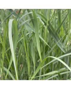 Panicum 'Prairie Sky' 1G