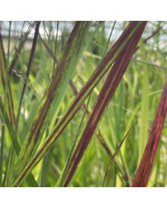 Panicum 'Shenandoah' 1G