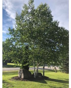Paper Birch Clump