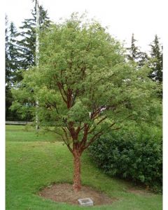 Paperbark Maple