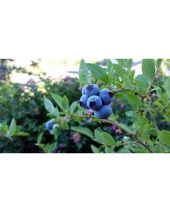 Peach Sorbet Blueberry