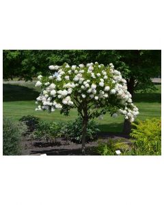 Peegee Hydrangea Std