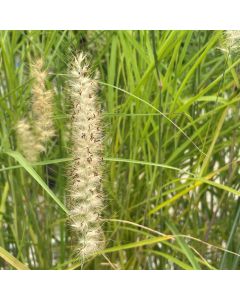 Pennisetum 'Karley Rose' 1G