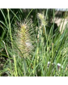 Pennisetum 'Little Bunny' 1G