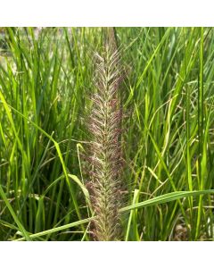 Pennisetum 'Redhead' 1G