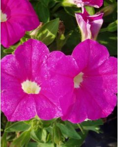 Petunia Flat Pink