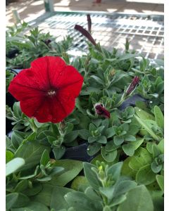Petunia Flat Red
