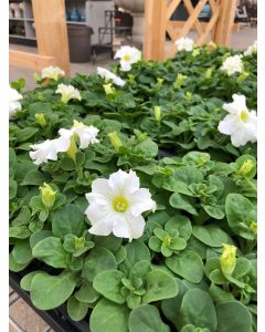 Petunia Flat White