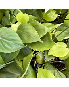Philodendron - Heart Leaf HB 6