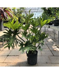 10" Philodendron 'Hope'