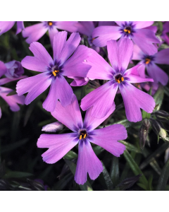 Phlox 'Purple Beauty' 1G
