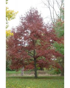 Pin Oak