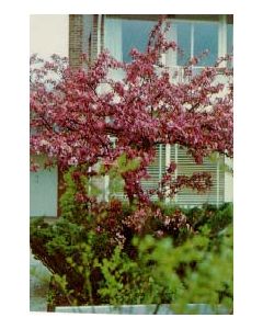 Pink Perfection Crabapple
