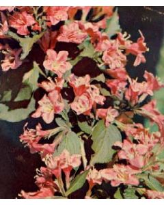 Pink Princess Weigela Std