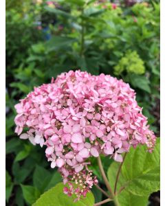 Pinkerella Hydrangea