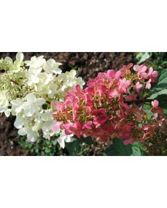 Pinky Winky Hydrangea