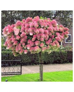 Pinky Winky Hydrangea Standard