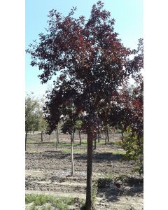 Flowering Plum Pissardi