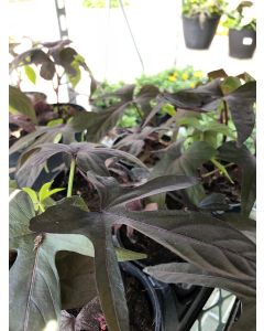 Ipomoea Blackie