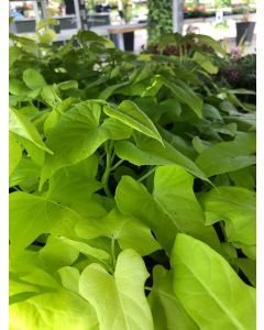 Ipomoea Marguerite