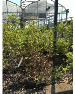 Prairie Fire Dogwood