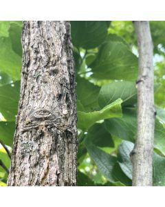 Prairie Hackberry