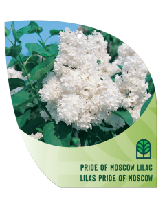 Pride of Moscow Lilac Std