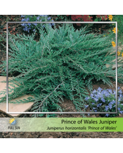 Prince of Wales Juniper