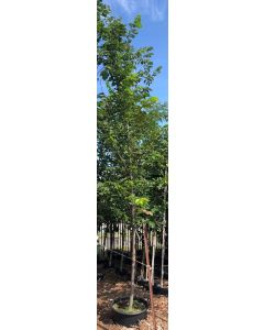 Princeton Elm
