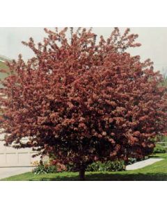 Profusion Crabapple