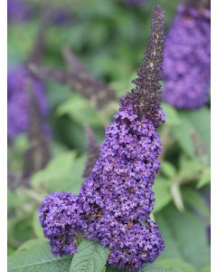 Butterfly Bush Pugster Blue