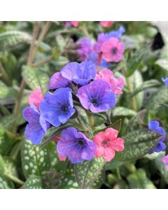 Pulmonaria Pretty in Pink 1G