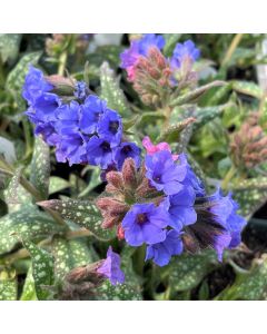 Lungwort 'Trevi Fountain' 1G