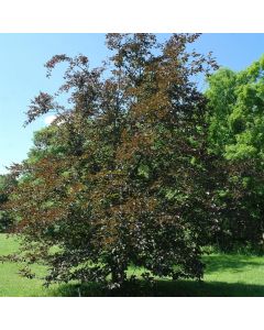 Purple Beech