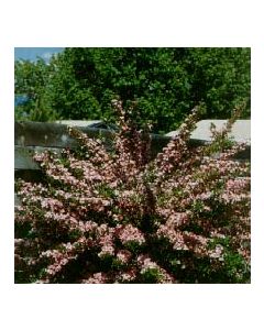 Purple Leaf Weigela