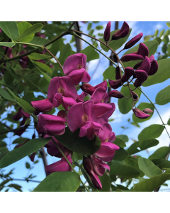 Purple Robe Locust