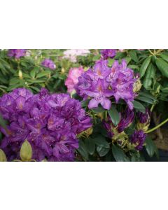 Purpureum Elegans Rhododendron