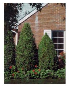 Pyramid Cedar (BC)