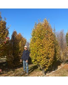 Pyramidal Euro Hornbeam