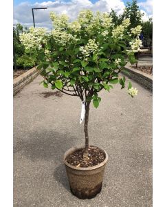 Quick Fire Hydrangea Std