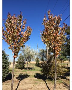 Rancho Sargent Cherry
