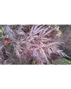 Red Dragon Japanese Maple